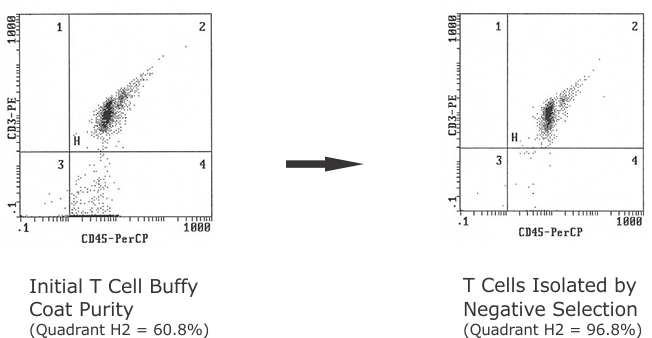 T Cell Isolation